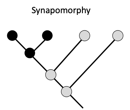 <p>shared derived traits</p><ul><li><p>ex. gizzard in both crocodiles and pigeons</p></li></ul><p></p>