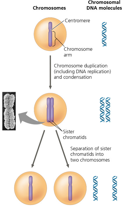 <p>Summarize what occurs at the DNA level in each stage.</p>