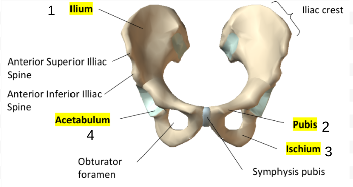 <p>Pelvic girdle</p>