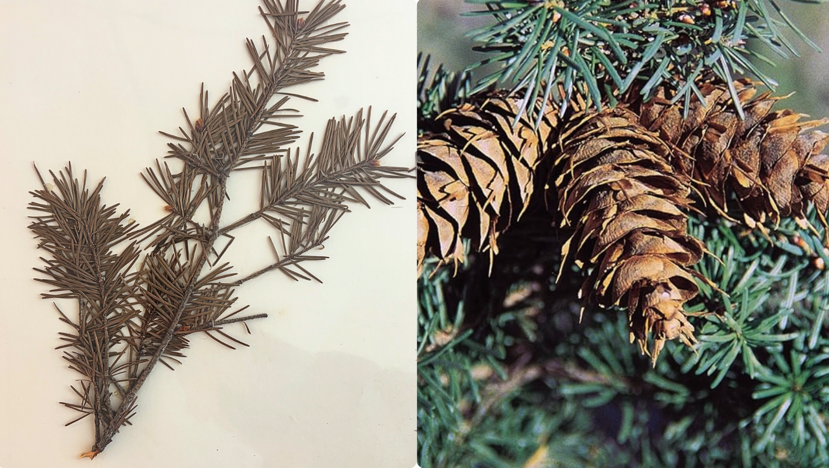 <p><span><span>flat, soft needles that grow all around the branch, </span></span></p><p><span><span>reddish-brown, pointed buds</span></span></p><p><span><span>thick, deeply furrowed, reddish-brown bark</span></span></p>