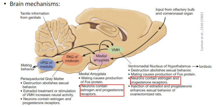 <ul><li><p>do not have a spinal circuit controlling sexual behaviour</p></li></ul>