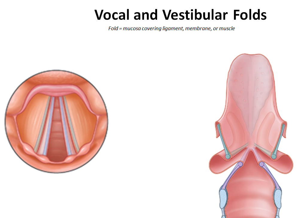<p>What are the <strong>rima vestibuli and rima glottidis?</strong></p>