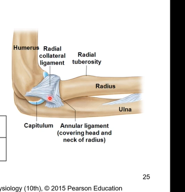 <p>a hinge joint</p><p>flexion and extension in sagittal/ ML (medial lateral axis)</p><p>capitulum of humerus ( most lateral cap) articulates with head of radius</p><p>radial collateral ligament - on top of the articulation above. reenforces humeroradial joint.</p><p></p>