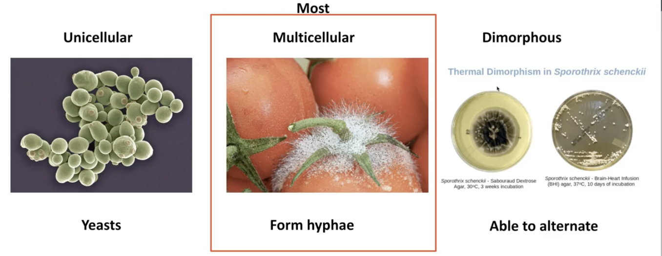 <p>what type of growth do mose fungi have?</p>