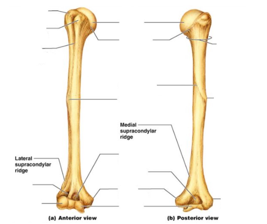 <p>Left side: Greater tubercle, lesser tubercle, intertubercular groove, radial fossa/groove, capitulum</p><p>Right side: Surgical neck, deltoid tuberosity, lateral epicondyle</p><p>Middle: Head, anatomical neck, radial groove, deltoid tuberosity, coronoid fossa, olecranon fossa, medial epicondyle, trochlea</p>