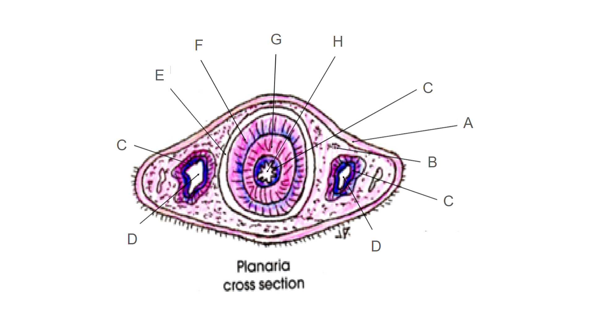 <p>What is D?</p>