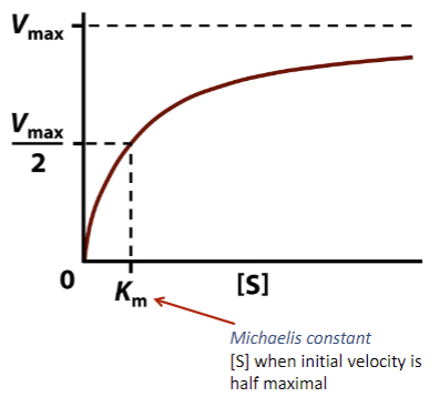 <ul><li><p><span style="font-family: sans-serif">curve expressed algebraically by Michaelis Menten equation</span></p></li><li><p><span style="font-family: sans-serif">derived from theory of enzyme action &amp; steady- state approx</span></p></li><li><p><span style="font-family: sans-serif">where rate-limiting step in enzymatic reactions is</span><br><span style="font-family: sans-serif">chemical conversion in ES complex of substrate to product, followed by release of product (P) &amp; generating free enzyme (E)</span></p></li></ul>