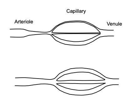 Capillaries
