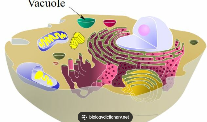 <p>Vacuole</p>
