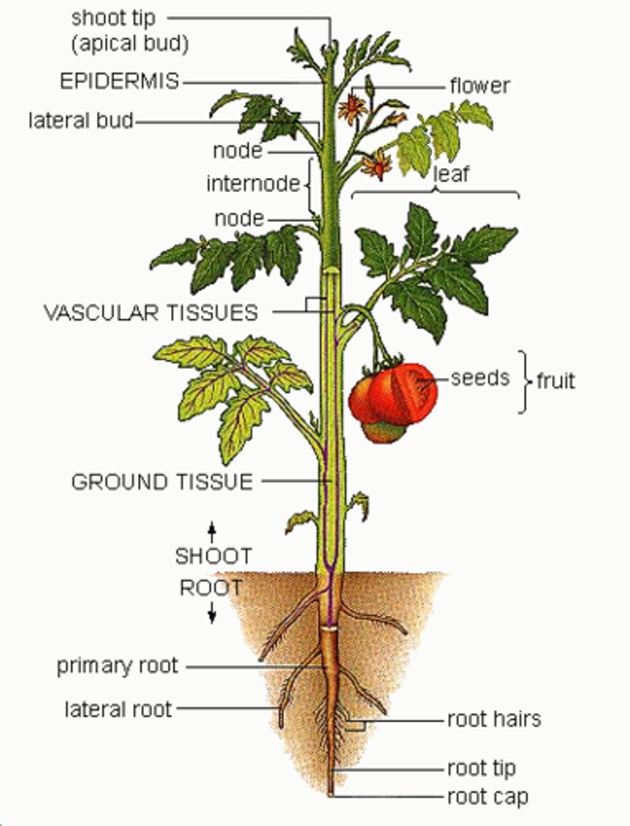 <p>any part of a plant or fungus</p>