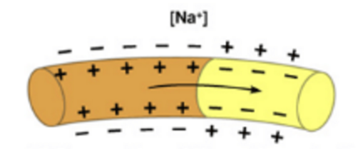 <p>Occurs when sodium ions flood into a neuron triggering the opening of additional sodium channels along the membrane resulting in a more positive charge inside the cell than outside the cell</p>