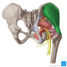 <p>origin: lateral surface of ilium </p><p>insertion: greater trochanter of femur</p>