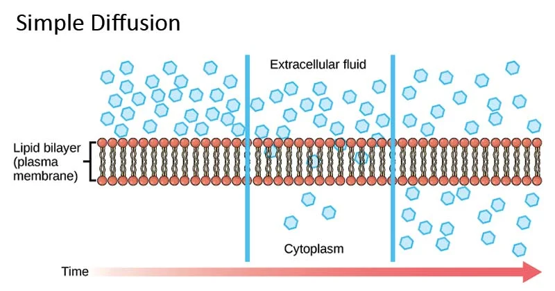 <p>The net movement of a substance from a region of high concentration to a region of low concentration.</p><p>Movement occurs <strong>down</strong> a concentration gradient, passive process.</p>