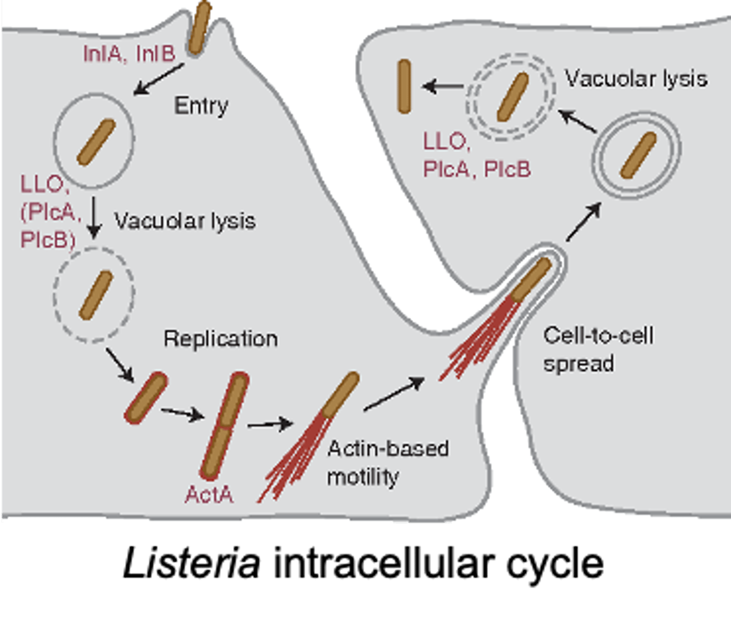 <p>L. monocytogenes is able to infect phagocytes by dissolving the phagosome using this enzyme after using internalins A &amp; B to be uptaken by macrophages</p>