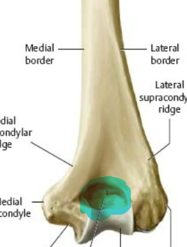 hollow on posterior side of distal end