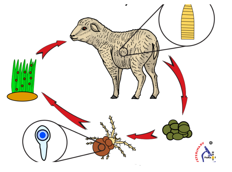 <p>Life cycle of?</p>