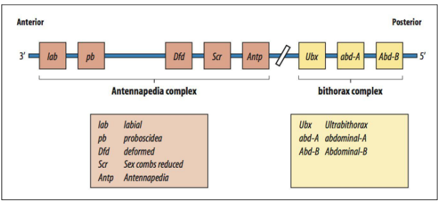 <ul><li><p>Selector genes <span>act as "master switches" that determine the identity of body segments and structures.</span></p></li><li><p>Hox genes (also called homeotic selector genes) are a family of transcription factors that provide "identity" information to each segment along the anterior-posterior axis. </p></li><li><p>They determine what structures will develop in a particular segment (e.g., legs, wings, antennae). </p></li><li><p>Examples in Drosophila include:</p><ul><li><p>Antennapedia complex genes (Antp) - normally specifies leg identity, mutant causes legs to grow where antennae should be.</p></li><li><p>Bithorax complex genes’ expression is controlled by a combination of gap and pair-rule gene products.</p></li><li><p>Ultrabithorax (Ubx)-  specifies posterior thoracic and anterior abdominal identity.  </p></li></ul></li><li><p>A key feature is colinearity: the <strong><u>order of Hox genes on the chromosome</u></strong> often <strong><u>mirrors their order of expression along the A-P axis</u></strong>. </p></li><li><p>They contain a highly conserved DNA-binding domain called the homeobox.</p></li></ul><p></p>