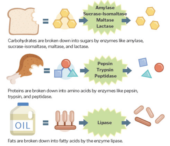 <p>What role do enzymes play in the digestion of food?</p>