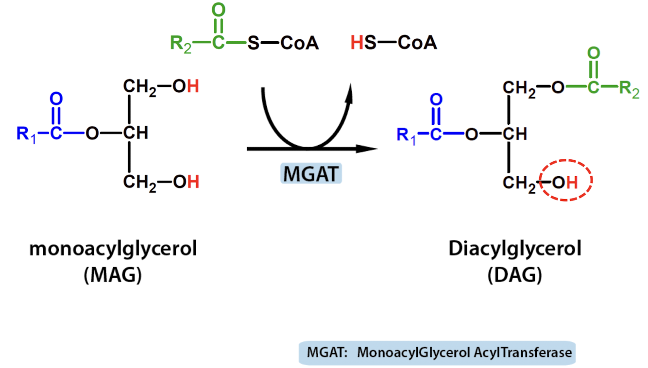 <ol><li><p> Action of MGAT in the intestinal cells</p></li></ol>