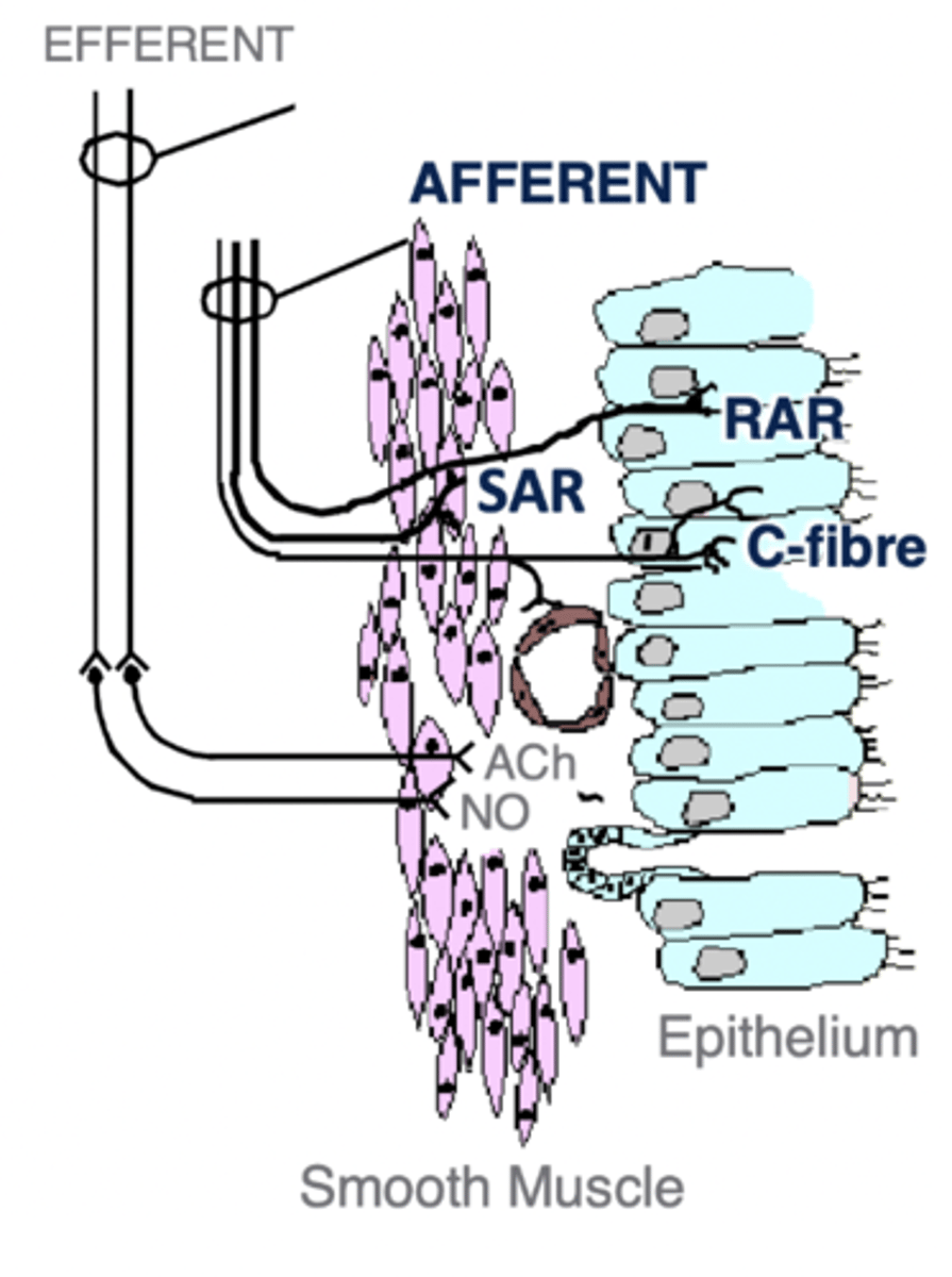 <p>they send afferent info to the Nucleus Tractus Solitarius in the DRG</p>