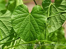 <p>Biological Origin:<strong> Tinospora crispa Hook.f. &amp; Thomson (Menispermaceae)</strong></p><p>Common Name:<strong> <u>Makabuhay, heavenly elixir</u></strong></p><p>Part used: <strong>Leaves, Stem</strong></p><p>Medicinal use:</p><p><strong>● flatulence ● indigestion ● diarrhea ● rheumatism</strong></p><p>Secondary metabolites:</p><p><strong>● Diterpenoid glycosides ● alkaloids ● flavonoids ● flavone glycosides, ● triterpenes ● diterpenes ● cis clerodane-type ● furanoditerpenoids, ● lactones ● sterols ● lignans ● nucleosides</strong></p>