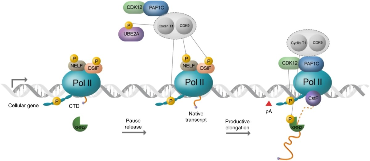 <p>A repetitive tail on the largest RNAP II subunit (YSPTSPS repeats) that is phosphorylated at specific residues to regulate transcription and RNA processing.</p>