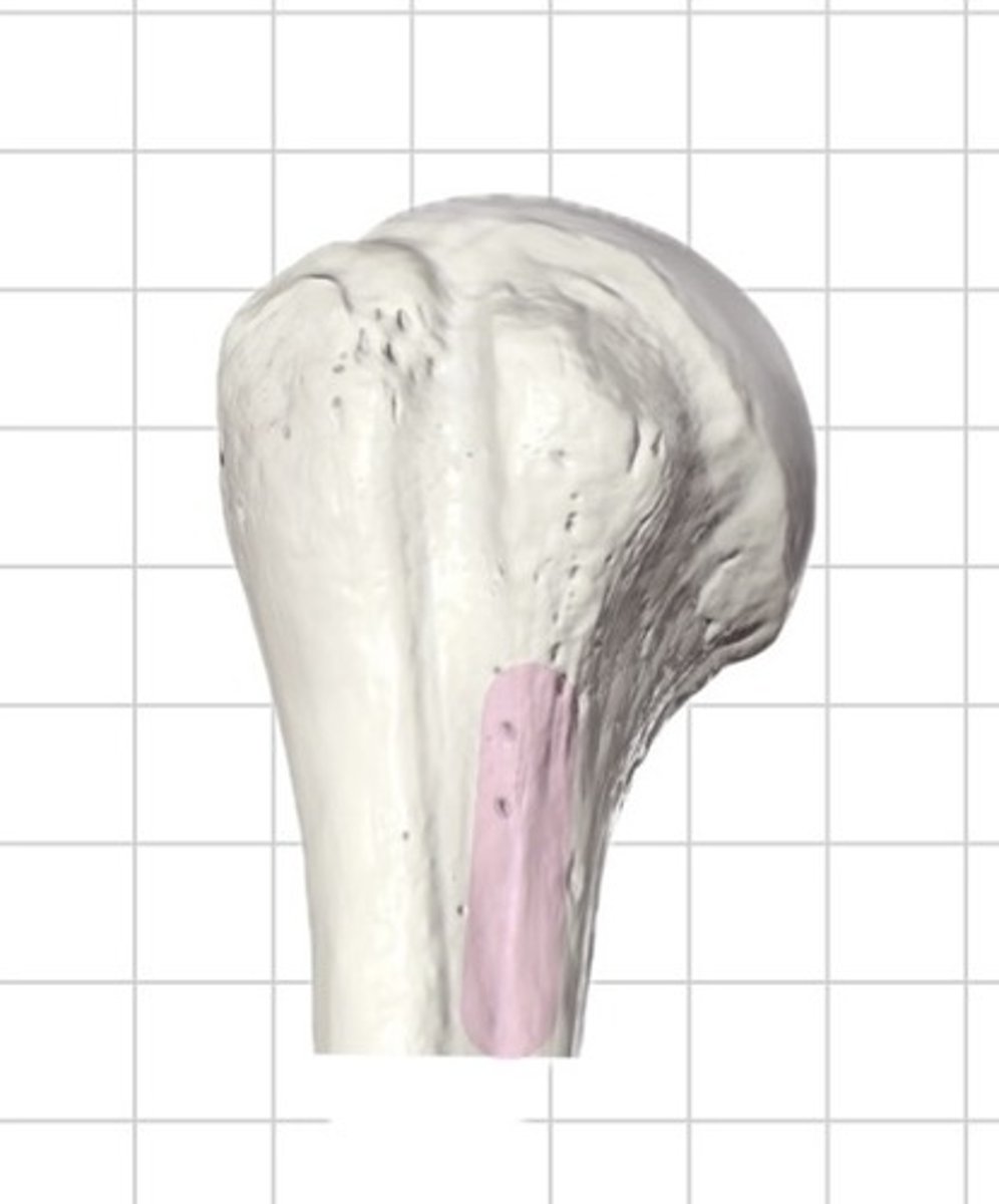 <p>prominent, longitudinal bony ridge running inferiorly from the lesser tubercle on the proximal, medial aspect of the humerus</p>