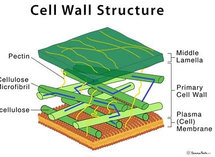 <p>A protective layer external to the plasma membrane in the cells of plants, prokaryotes, fungi, and some protists. Polysaccharides such as cellulose (in plants and some protists), chitin (in fungi), and peptidoglycan (in bacteria) are important structural components of cell walls.  </p>