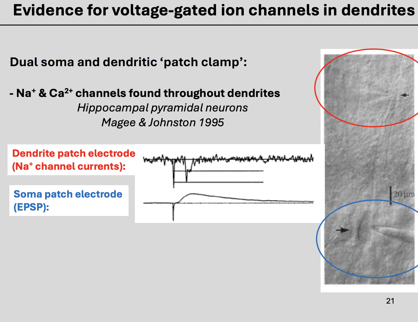 <ol><li><p>better <strong>patch clamp </strong>recording method</p></li><li><p>development of<strong> higher resolution calcium</strong> imaging method</p></li></ol><p></p><p><em>blue→ soma</em></p><p><em>red→ dendrite</em></p>