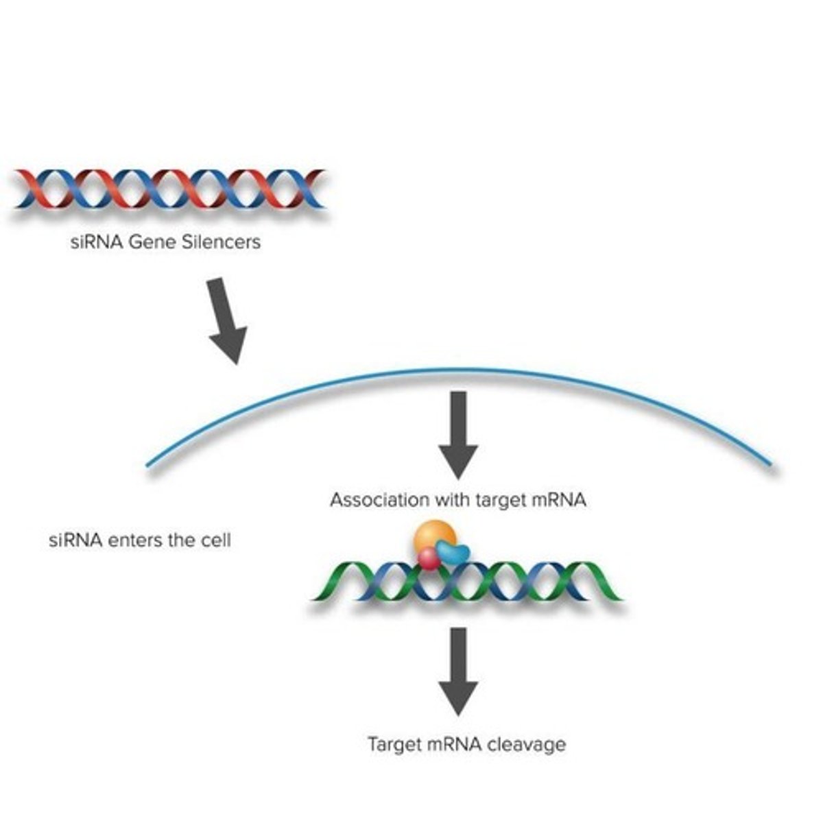 <p>drug used to treat acute hepatic porphyria (AHP), a rare disorder caused by overproduction of a protein (enzyme), Aminolevulinic Acid Synthase 1 (ALAS1).</p>