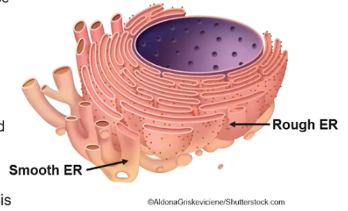 <ul><li><p><span style="font-family: Arial; font-size: 14.67px;">Has ribosomes attached to its membrane</span></p></li><li><p><span style="font-family: Arial; font-size: 14.67px;">Compartmentalizes(organizes) the cell</span></p></li><li><p><span style="font-family: Arial; font-size: 14.67px;">Associated with packaging the newly synthesized proteins made by attached ribosomes for possible export from the cell</span></p></li></ul><p></p>