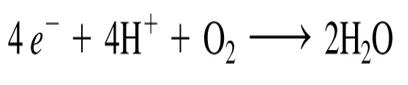 <p>-4 electrons are passed from 4 cytochrome c and are passed to other electron carriers </p><p>-the 4 electrons will combine with H ions and oxygen to form water </p><p>-energy from this water formation will cause H ions to go into intermembrane space, further increasing H ion gradient </p><p>(oxygen is always O2, so 4 electrons and 4 H will produce 2 H20 when combines OR 2H+ with ½ O2 will result in 1 H2O) </p><p></p>