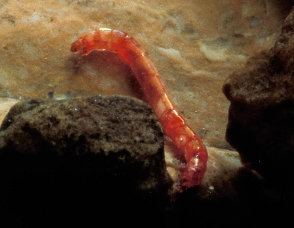<p><strong><mark data-color="unset" style="background-color: unset; color: inherit">Thin, worm-like, and often red due to the presence of hemoglobin because of the iron attached. They are an indicator of poor water quality as they are tolerant of pollution</mark></strong></p>