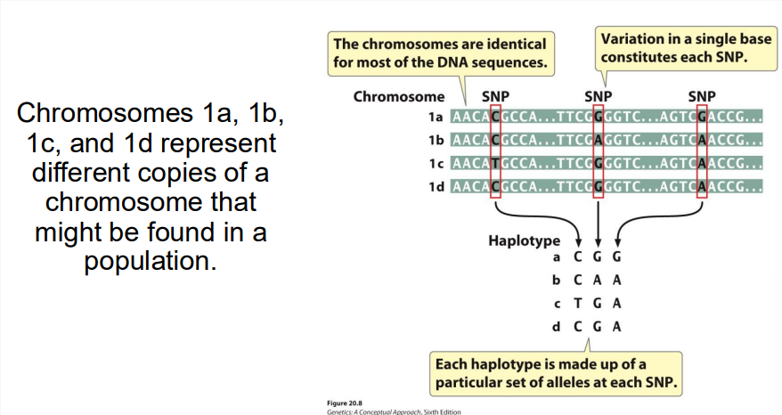 <p>Specific set of SNPs and other genetic variants observed on a single chromosome or part of chromosome</p>