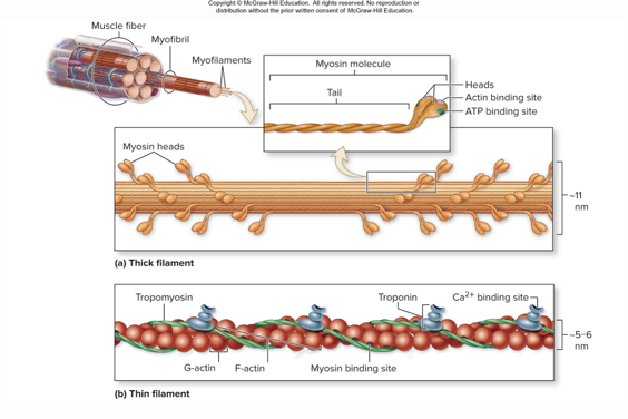<p>thick filaments</p>
