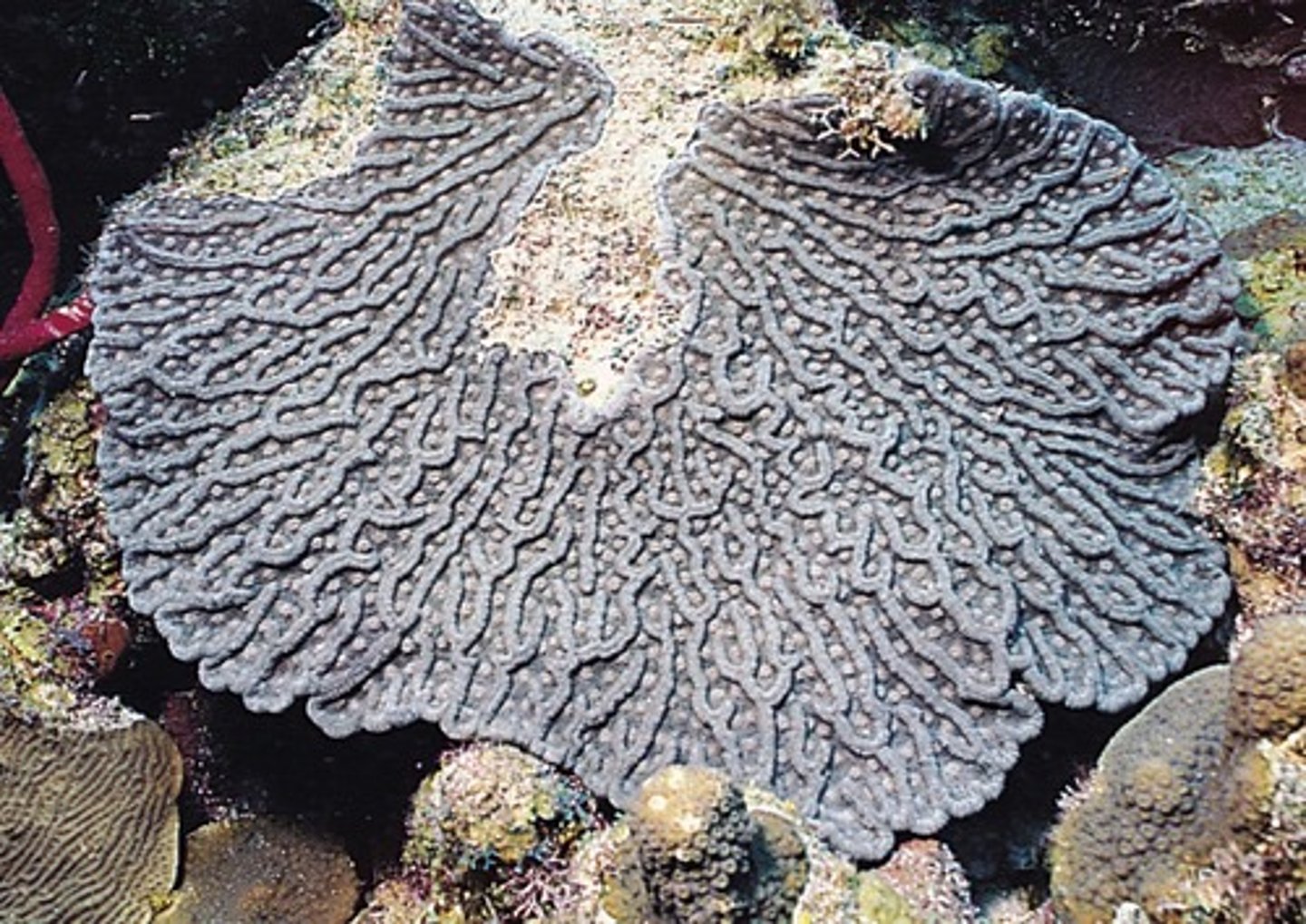 <p>thin plates, narrow valleys</p>