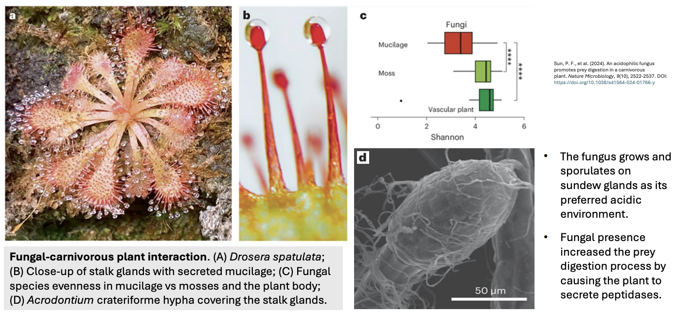 <ul><li><p><em>Acrodontium</em> fungus <strong>grows and sporulates on sundew glands</strong> (secreted mucilage = acidic) as its preferred acidic environment</p></li><li><p><strong>Fungal presence increases prey digestion process</strong> by causing plant to <u>secrete peptidases</u></p></li></ul><p><br><em>*Carnivorous plants get nitrogen from proteins of living organisms due to limited N in soil</em></p><p></p>