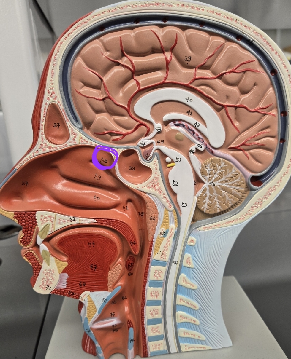 <p>Half head model: what structure is this?</p>