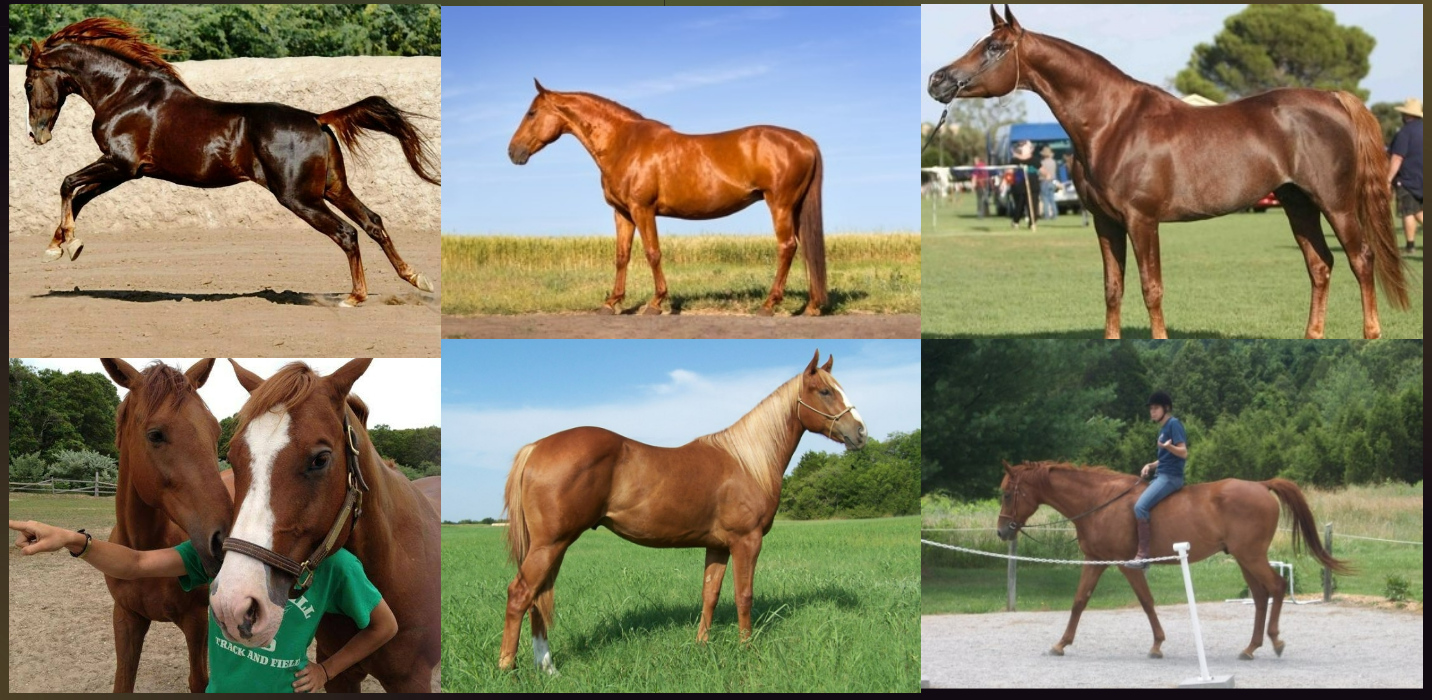 <ul><li><p>coat color</p></li><li><p>Varying shades of red from light to dark (liver). Manes and tails typically are same color or lighter (flaxen).</p></li></ul><p></p>