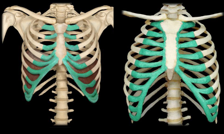 <p>What bone is highlighted in this image?</p>