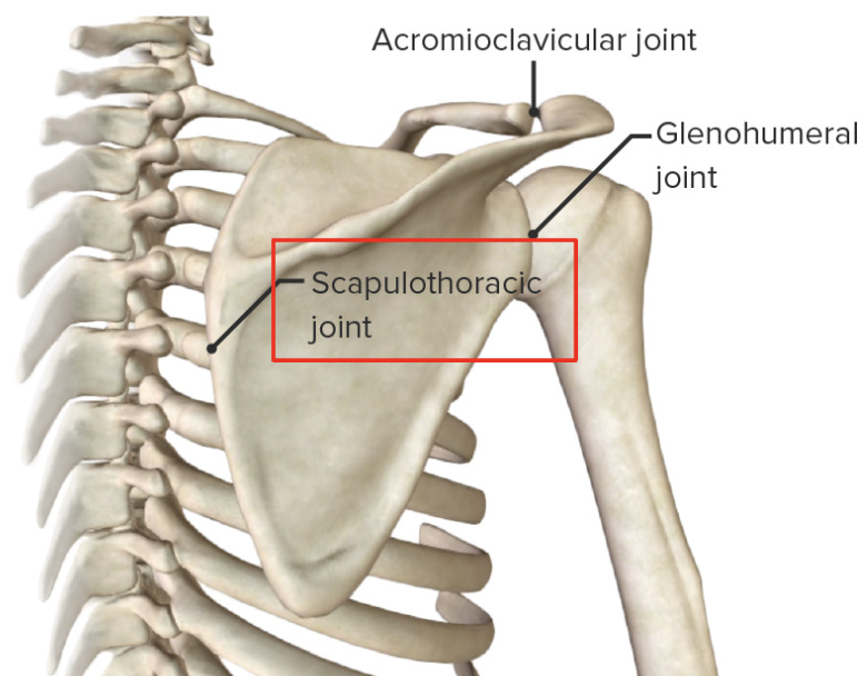 <p>scapula &amp; thoracic spine</p>