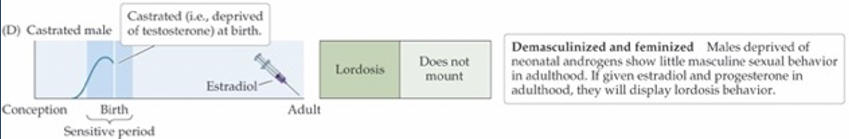 <p><span style="line-height: 20.925px;"><span>One steroid signal—testosterone—masculinizes the body, the brain, and behavior, all during gestation </span></span></p><p class="Paragraph SCXW171234288 BCX4" style="text-align: left;"><span style="line-height: 20.925px;"><span>If androgen isn’t present, the nervous system will organize itself in a feminine fashion </span></span></p><p class="Paragraph SCXW171234288 BCX4" style="text-align: left;"><span style="line-height: 20.925px;"><span>Full masculine behavior requires testosterone during development and adulthood </span></span></p>