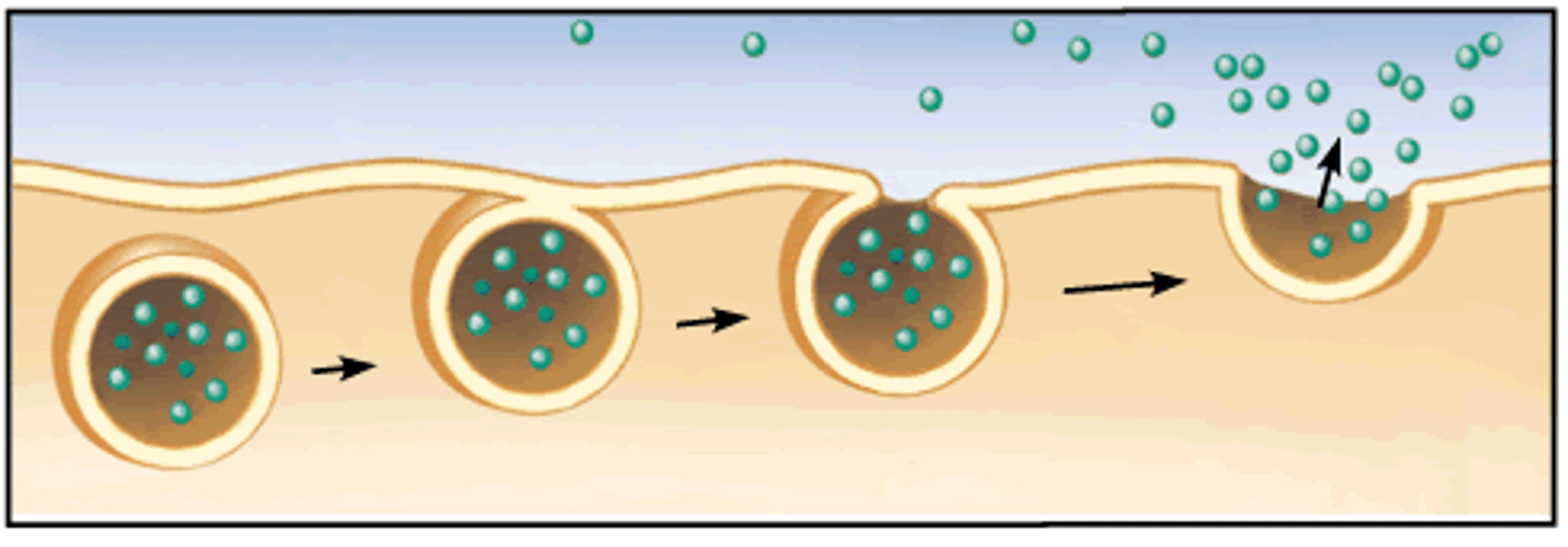 <p>uses vesicles to export materials out of the cell<br>- ex: nerve cells secrete neurotransmitters</p>