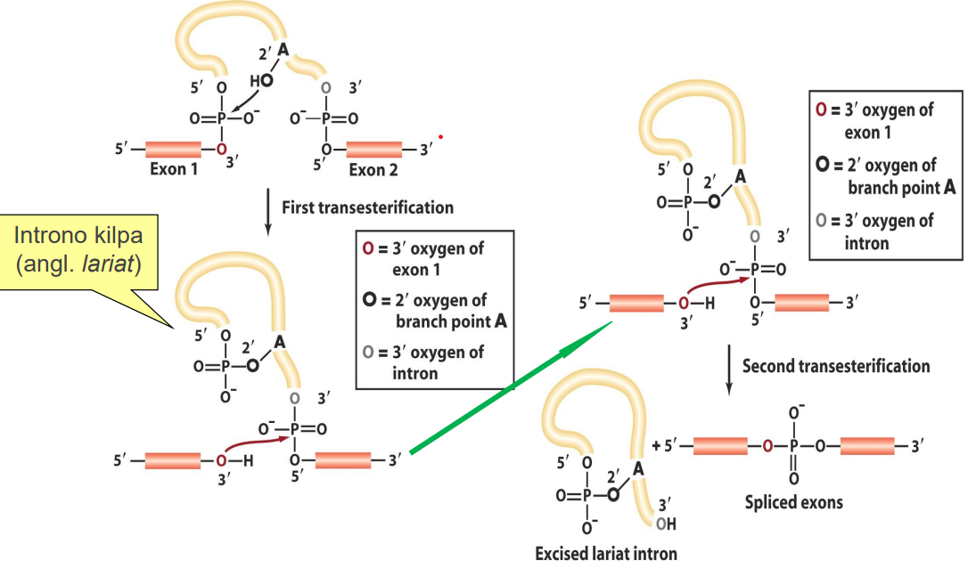 <p>dvi trans esterinimo reakcijos:</p>