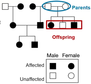 <p>Pedigree</p>