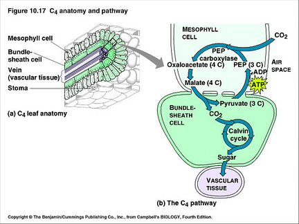 <ul><li><p><strong>C4 Plant Adaptations:</strong></p><ul><li><p>Includes sugar cane, corn, and grasses.</p></li><li><p>Thrive in hot, sunny environments due to specialized leaf structure.</p></li><li><p>Leaf arrangement conserves water instead of focusing on capturing extra light.</p></li></ul></li><li><p><strong>Mesophyll Cells:</strong></p><ul><li><p>CO₂ combines with <strong>PEP (phosphoenolpyruvate)</strong> using the enzyme <strong>PEP carboxylase (PEPCO)</strong> to form a <strong>4-carbon compound</strong>.</p></li><li><p><strong>PEPCO isn’t inhibited by oxygen (O₂)</strong>, unlike Rubisco in C3 plants.</p></li></ul></li><li><p><strong>Bundle Sheath Cells:</strong></p><ul><li><p>The 4-carbon product diffuses into the bundle sheath cells, where it releases CO₂.</p></li><li><p><strong>Rubisco uses this concentrated CO₂</strong> to perform photosynthesis efficiently without oxygen interference.</p></li></ul></li><li><p><strong>C4 Pathway Advantage:</strong></p><ul><li><p>Helps solve the problem of <strong>low CO₂ concentration</strong> when <strong>stomata (leaf pores)</strong> are closed to prevent water loss.</p></li><li><p>By concentrating CO₂, photosynthesis continues even under limited CO₂ availability.</p></li><li><p>If this were a C3 plant, CO₂ would be spread out across the leaf, reducing photosynthesis efficiency.</p></li></ul></li><li><p><strong>Limitations:</strong></p><ul><li><p>This system does not work well in <strong>desert environments</strong>, which are both hot and extremely dry.</p></li><li><p>Desert plants (CAM plants) have a better strategy for handling extreme dryness.</p></li></ul></li></ul><p></p>