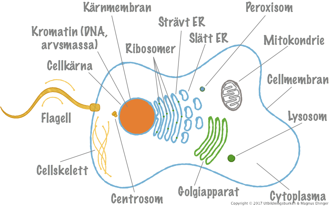 <ol><li><p><span style="background-color: transparent; font-family: &quot;Playfair Display&quot;, serif;"><strong>cellkärna med kärnmembran</strong>: innehåller DNA, kromosomer</span></p></li><li><p><span style="background-color: transparent; font-family: &quot;Playfair Display&quot;, serif;"><strong>endoplasmatiskt nätverk </strong>(ER)<strong>: </strong>sker tillverkning och transport av många ämnen,&nbsp;</span></p></li></ol><ul><li><p><span style="background-color: transparent; font-family: &quot;Playfair Display&quot;, serif;"><strong>del 1:</strong> rough ER - knottrigt (med prickar): här bearbetas proteiner</span></p></li><li><p><span style="background-color: transparent; font-family: &quot;Playfair Display&quot;, serif;"><strong>del 2: </strong>smooth ER - glatt: här bildas bla lipider, lagrar kalciumjoner</span></p></li></ul><ol start="3"><li><p><span style="background-color: transparent; font-family: &quot;Playfair Display&quot;, serif;"><strong>ribosom</strong>: finns fritt i cytoplasman(cellplasman), finns också bundet till endoplasmatiska nätverket.&nbsp;</span></p></li><li><p><span style="background-color: transparent; font-family: &quot;Playfair Display&quot;, serif;"><strong>mitokondrie</strong>: cellens “kraftverk”, cellandningen tar plats här&nbsp;</span></p></li><li><p><span style="background-color: transparent; font-family: &quot;Playfair Display&quot;, serif;"><strong>lysosom</strong>: städpatrull, papperskorg, nedbrytning av tex skadade organeller.&nbsp;</span></p></li><li><p><span style="background-color: transparent; font-family: &quot;Playfair Display&quot;, serif;"><strong>golgi-apparaten</strong>: är en del av membransystemet med ER, ämnen mellanlagras här, förbereds för transport ut ur cellen, visar vart de ska transporteras. Är i ständig rörelse.</span></p></li><li><p><span style="background-color: transparent; font-family: &quot;Playfair Display&quot;, serif;"><strong>peroxisom</strong>: tar hand om skadliga versioner av syre som väteperoxid H<sub>2</sub>O<sub>2</sub> eller skadliga ämnen som etanol.</span></p></li><li><p><span style="background-color: transparent; font-family: &quot;Playfair Display&quot;, serif;"><strong>mikrotubuli</strong>: fungerar som cellens skelett; ger stöd och struktur, agerar räls i att transportera organeller eller ämnen. tex vid celldelning</span></p></li><li><p><span style="background-color: transparent; font-family: &quot;Playfair Display&quot;, serif;"><strong>centriol</strong>: bildar och organiserar mikrotubuli / kärnspolen</span></p></li><li><p><span style="background-color: transparent; font-family: &quot;Playfair Display&quot;, serif;"><strong>cellmembran</strong>: omger och skyddar cellen samt styr transport</span></p></li><li><p><span style="background-color: transparent; font-family: &quot;Playfair Display&quot;, serif;"><strong>Flagell</strong>: används för att förflytta sig i en vätskemiljö</span></p></li><li><p><span style="background-color: transparent; font-family: &quot;Playfair Display&quot;, serif;"><strong>Cytoplasma</strong>: cellplasman</span></p></li></ol><p></p>