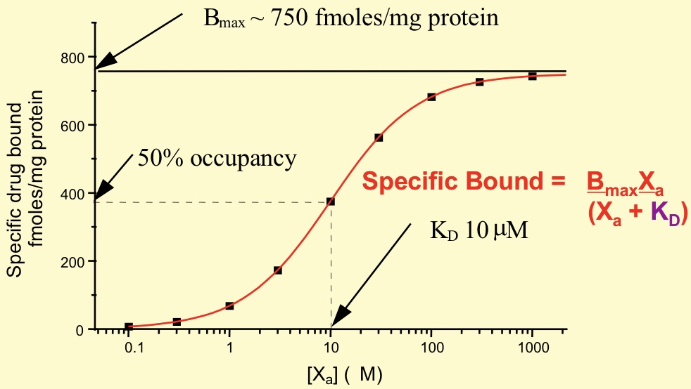 <p>Relationship between receptor occupancy, affinity and drug concentration</p>