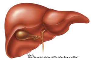 <p>LIVER- Accessory Organs</p>