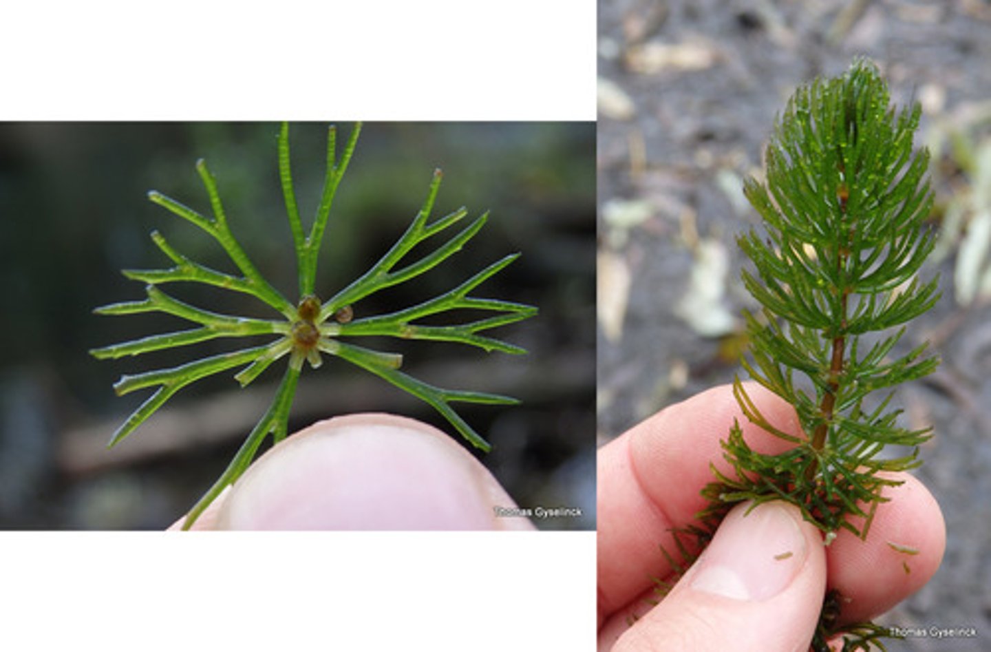 <p>Grof hoornblad</p>